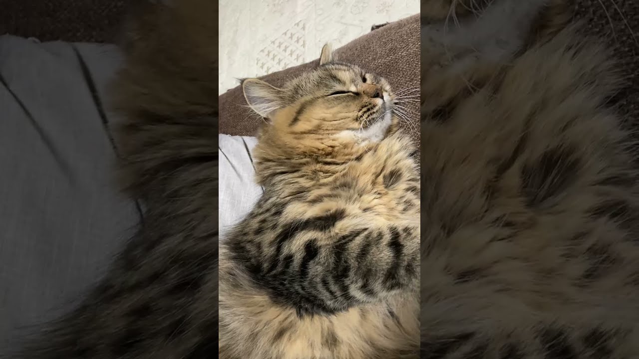 【眠り猫の乳首を触ってみた】防衛本能#Shorts/cat/kitten/munchkin/touched the nipple