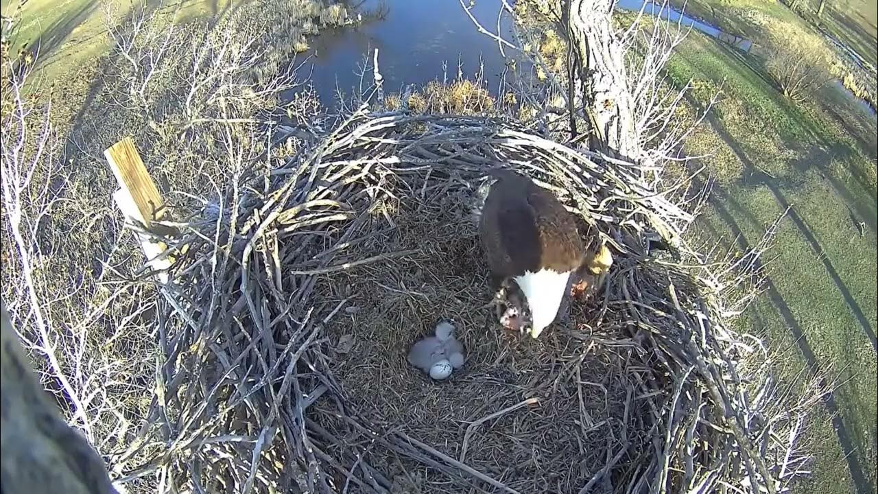 Xcel Energy Fort Saint Vrain Eagle Cam 16.04.2023 YouTube