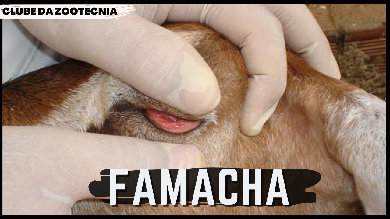 Conheça o MÉTODO FAMACHA - YouTube