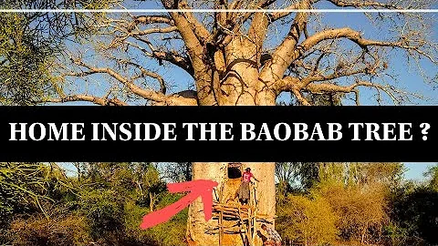 10 Fascinating Facts About the Baobab Tree #facts #baobabtree