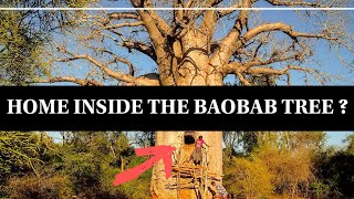 10 Fascinating Facts About the Baobab Tree #facts #baobabtree