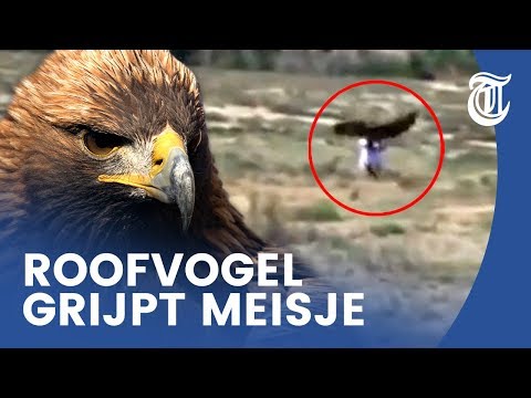 Meisje (8) gegrepen door mega-arend