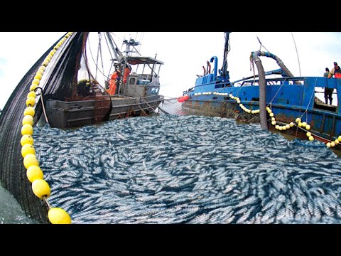 Amazing big nets catch hundreds of tons of herring on the modern boat -  Biggest Fishing Net 