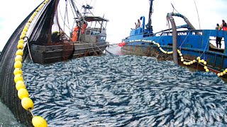 Amazing big nets catch hundreds of tons of herring on the modern
