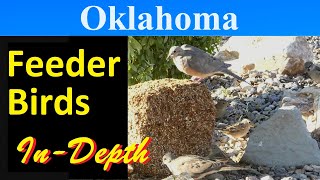 10 Most Common Feeder Birds of Oklahoma [In-Depth]