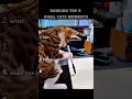 Ranking Top 5 Viral Cats Moments 😭 #Top5 #Ranking #Viral #Trending #Shorts
