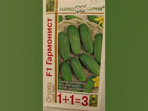 Огурец Гармонист ранний - YouTube
