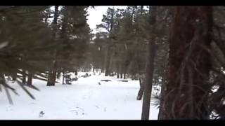 Boarding in the driveway with dogs