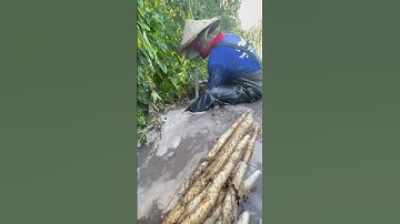 Vietnamese yam. Hoài sơn .khoai mài. Chính hiệu , dược liệu dược tính cao, ngon dẻo thơm .0949750432