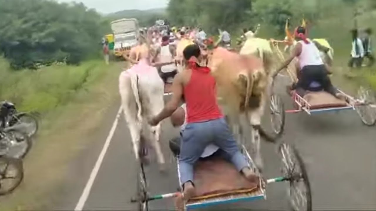 BailGada Sharyat  bailgada  bullrace  bullet  bull  bullcart  horse