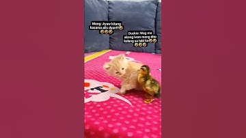 Anak Kucing vs Bebek Kocak #kucinglucu #bebeklucu #hewanlucu #kucinggemes #bebekimut #videolucu