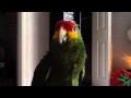 Red lored Amazon talking her own language!