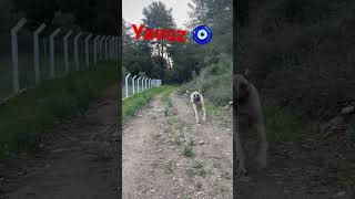 Şfet Şfetteyiz Çukangal Iz Ğa