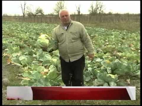 ფერმერები კომბოსტოს რეალიზაციას ვერ ახერხებენ