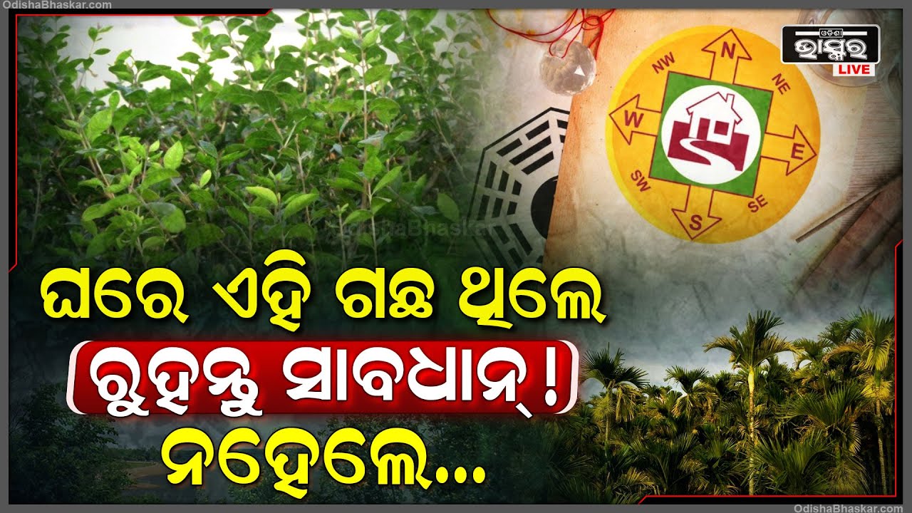 ଘରେ ଏହି ଗଛ ଥିଲେ ହୋଇଯାଆନ୍ତୁ ସାବଧାନ୍‌ ! ତୁରନ୍ତ କାଟି ଦିଅନ୍ତୁ । ନହେଲେ ହୋଇଯିବେ କାଙ୍ଗାଳ !