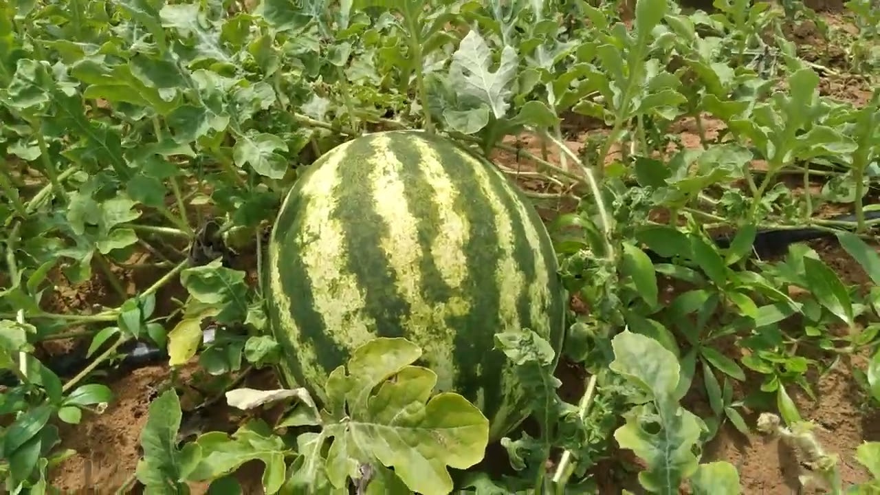 Roça de melancia no sertão de Pernambuco 