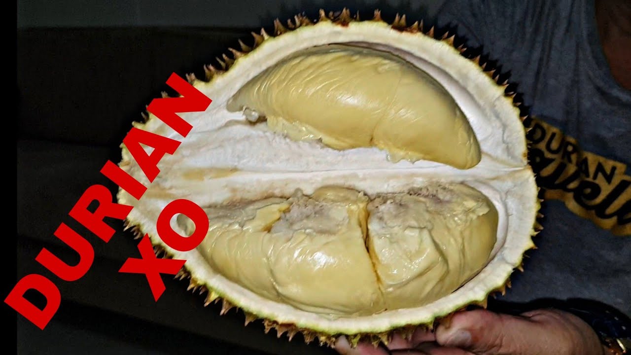 UNBOXING DURIAN XO DARI MALAYSIA YouTube