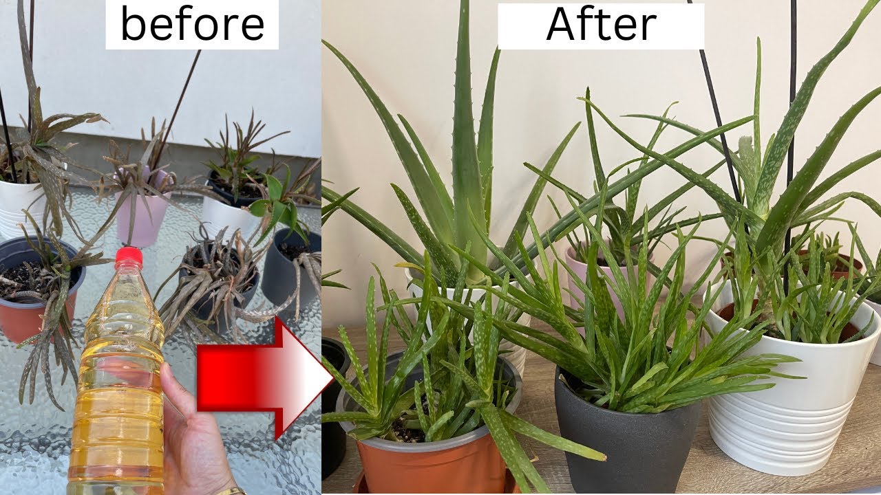 Оживите пожелтевшие листья, гель алоэ вера с уксусом и дайте обильное потомство