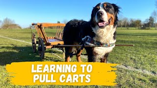 Teaching our Bernese Mountain Dog to cart  Day 1