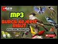 Mp3 Burcil Kejepit Di Jamin Ampuh Terbaru 2022(suara yang sering di gunakan para pemikat)