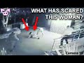 Weird and Freaky Stuff Caught on Camera