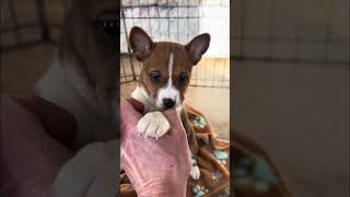 Basenji Puppies!  (Breeze / Benjamin Litter) by Mwimbaji Basenji of Utah 441 views 2 months ago 17 minutes
