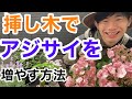 【100%成功!?】あじさいを挿し木で増やす方法を教えます。【園芸】【ガーデニング】【紫陽花】【アジサイ】