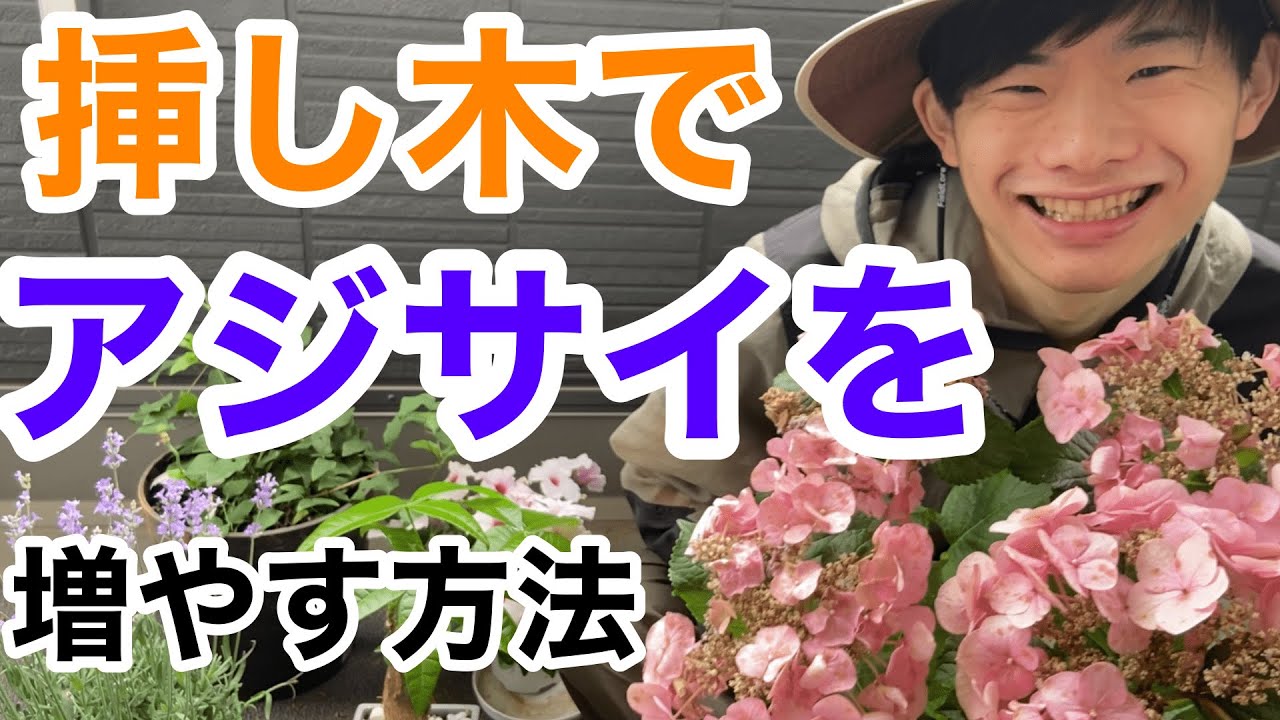 100%成功!?】あじさいを挿し木で増やす方法を教えます。【園芸