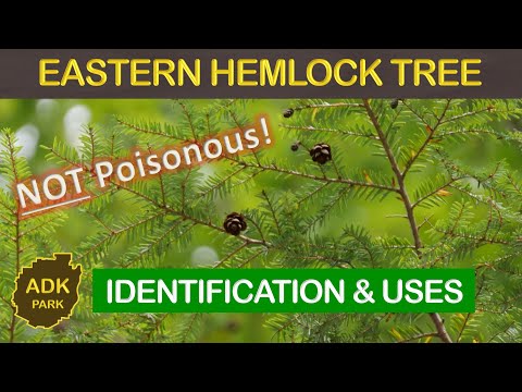 Video: Apakah Mulsa Hemlock: Adakah Mulsa Hemlock Selamat Digunakan Di Taman