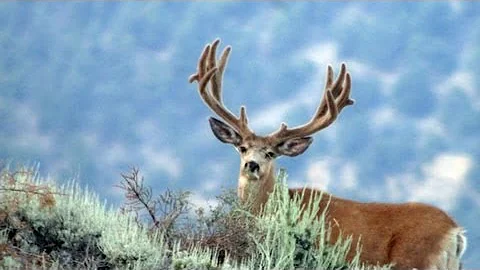 Archery Mule Deer Hunt on the Paunsaugunt - Ron Skoronski - MossBack
