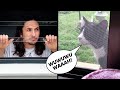 How to make a song with your neighbour&#39;s cat (Let Me In)