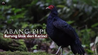 Mengenal Abang Pipi, Burung Unik dan Langka yang Bisa Dijumpai di Kerinci, Jambi