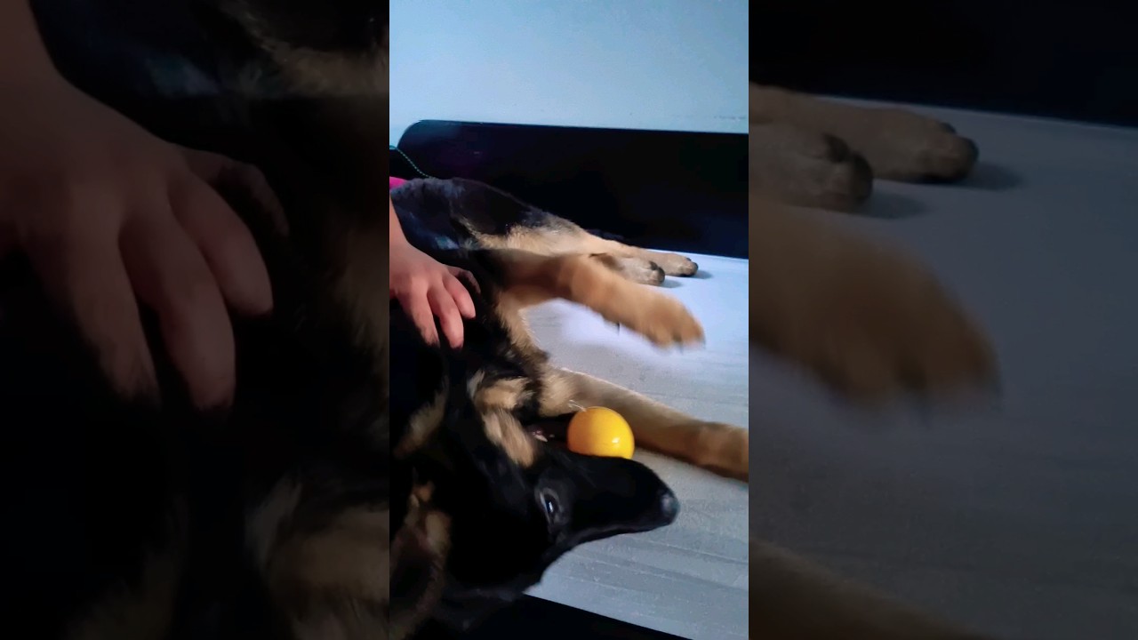 Watch my German Shepherd go bonkers! 😂🐾 
