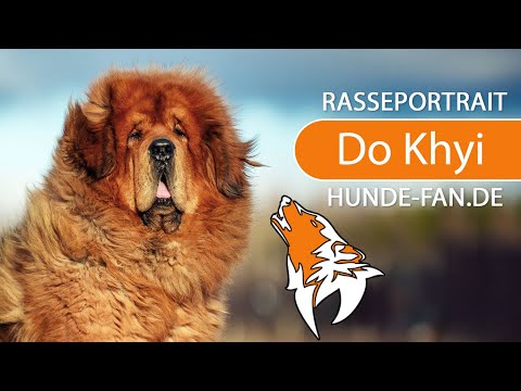 ► Do Khyi - Tibetan Mastiff [2021] Rasse, Aussehen &amp; Charakter
