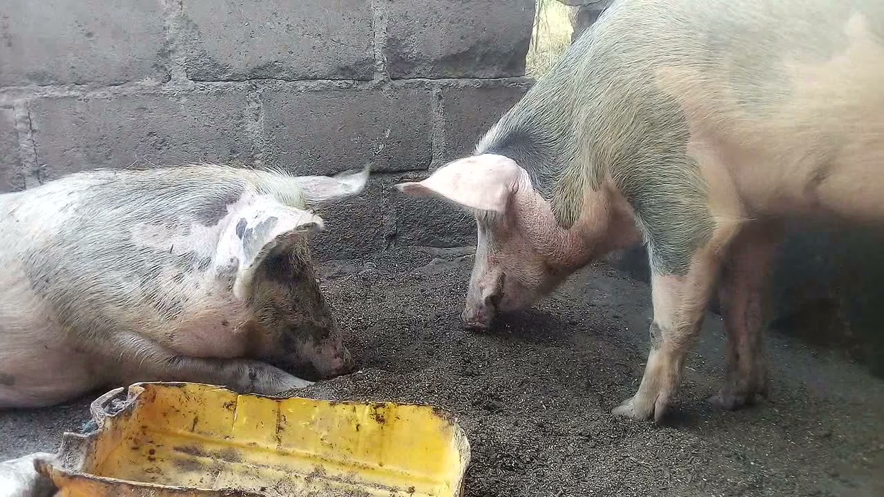 Pigs At The Troff