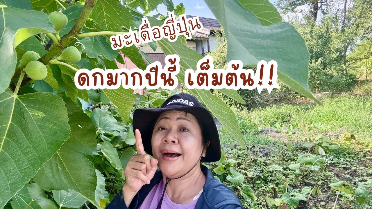 เข้าสวนเก็บผักผลไม้รอบบ้านหน่อไม้ฝรั่ง องุ่น  มะเดื่อญี่ปุ่นดกเต็มต้นปีนี้ !!