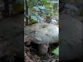 🍄#mushroom #nature #relax #relaxingmusic #birdsong #adventure #mushroom #europe #shorts