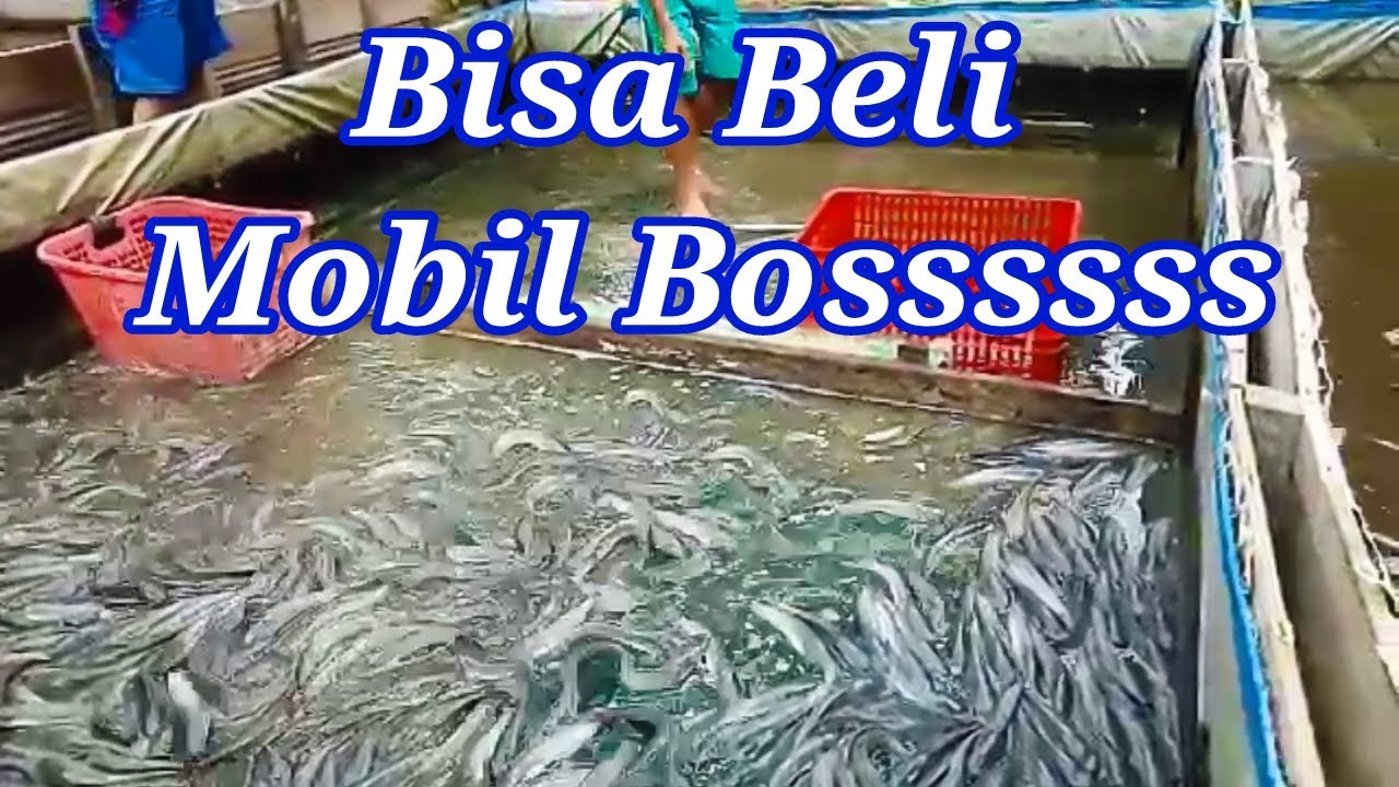 Kolam Terpal !! Kumpulan Panen Ikan Lele Kolam Terpal Pokdakan Mina