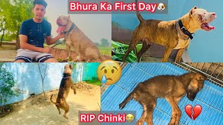 Bhura Ka First Day Kennel Mai🐶|| Choti Chinki B Chali Gye😢RIP