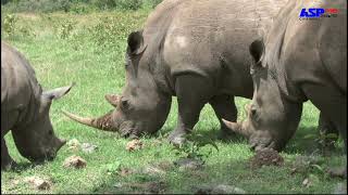 Wildlife Animal planet2021| Forest Animal Video | Animal planet Resimi