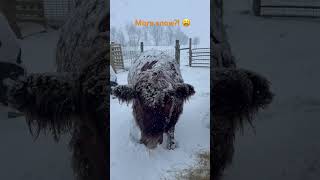 Snowy cows on the homestead on this February morning in Michigan