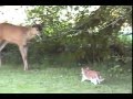 funny cat compilation - cats and deer friendship