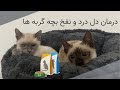 آموزش درمان دل درد و نفخ بچه گربه ها 