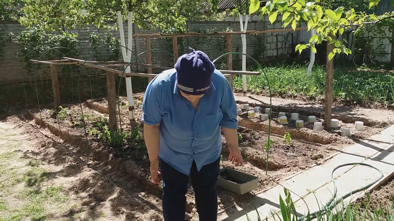 Мой любимый сад и огород/Видео №406 YouTube