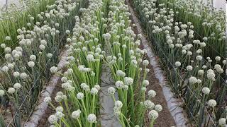 Greenhouse Hybrid Onion Seed Production