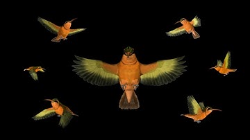 Colorful Hummingbirds - Rufous Hermit - Flying Transition