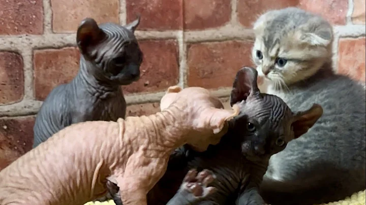 Video 6103621: kittens pets sphynx scottishfold, fight kittens pets sphynx, sphynx cats kitten pets