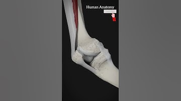 Movement of the patella and functions ot tibial collateral ligament..of Human Anatomy...