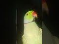 #talkingparot #talkinganimal #funny #nonstoptalkingparrot #talkingbird