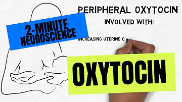 Wo ist Oxytocin enthalten?